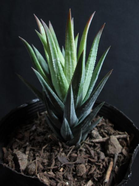 Haworthia.jpg