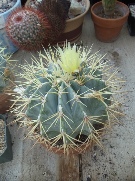 Ferocactus glaucescens