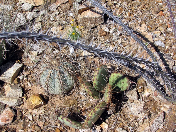 Eagle Claw, Opuntia and Ocotillo.jpg