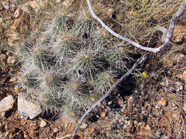 Echinocereus stramineus1.jpg