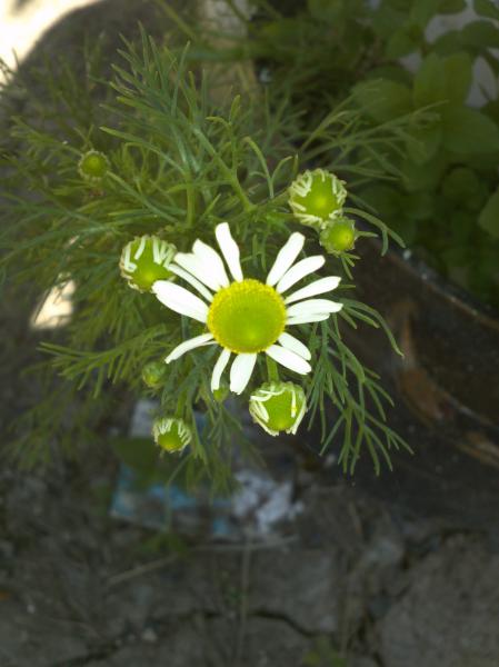 a Chamomile flower