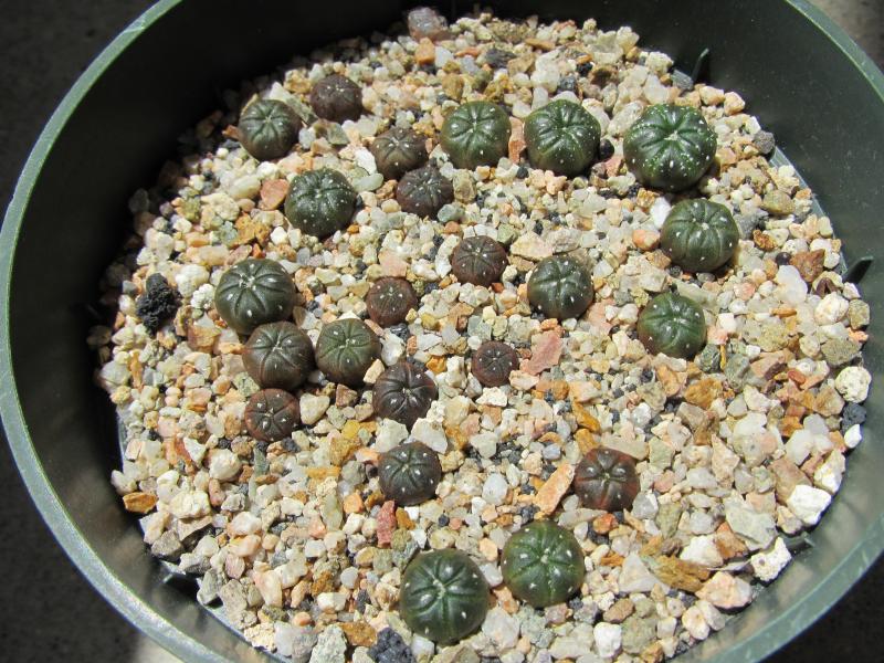 Astrophytum astreias