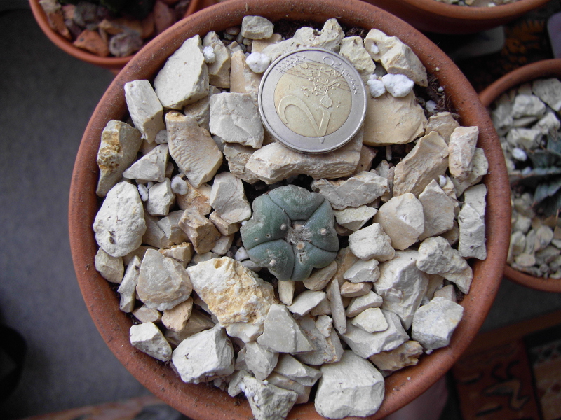 Lophophora ...jpg