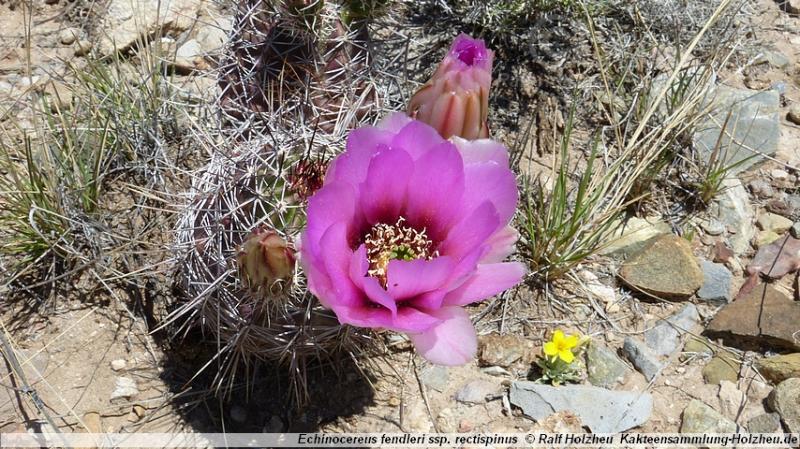 15_Echinocereus_fendleri_ssp._rectispinus.JPG