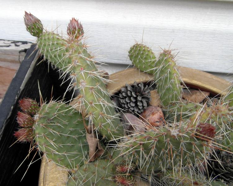 Opuntia polyacantha potted.