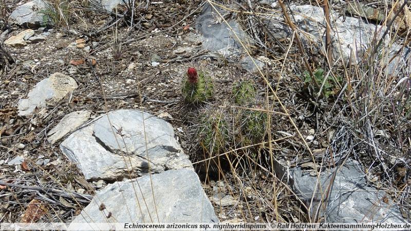 37_Echinocereus_arizonicus_ssp._nigrihorridispinus.JPG