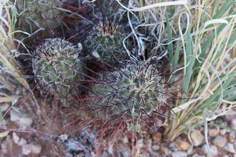 Echinocereus engelmannii whit black spines