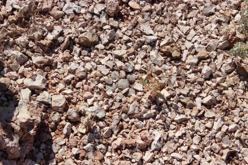 Pediocactus bradyi