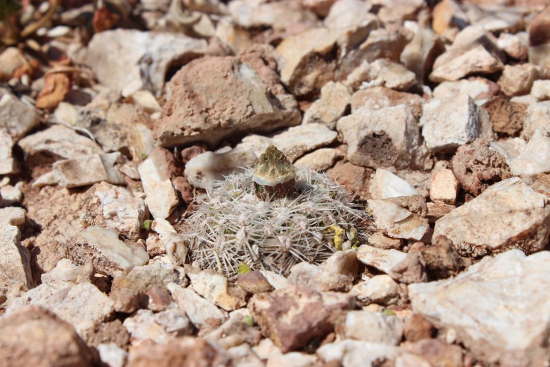 Pediocactus bradyi