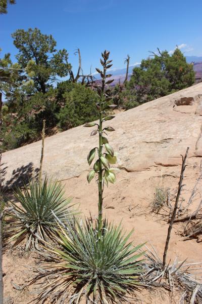 Yucca harrimaniae