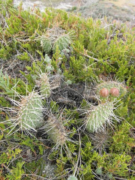 Opuntia among juniper