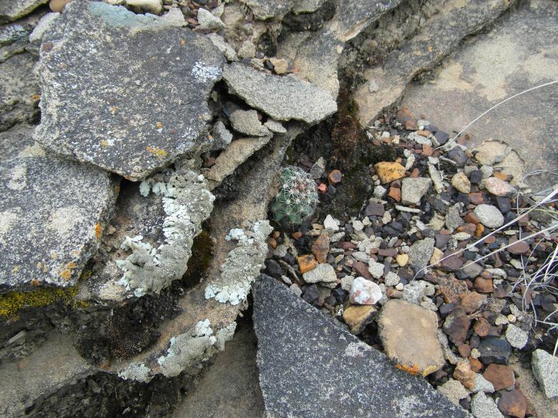 Escobaria in the rock crack