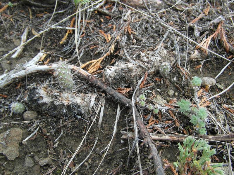 O. polyacantha seedlings