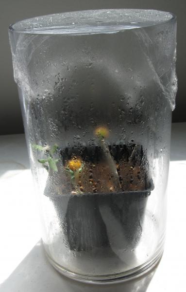 Pot inside humidity enclosure to keep grafts hydrated