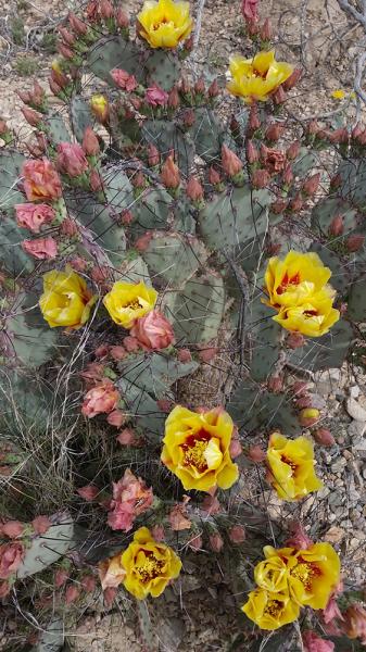 Opuntia azurea var. parva