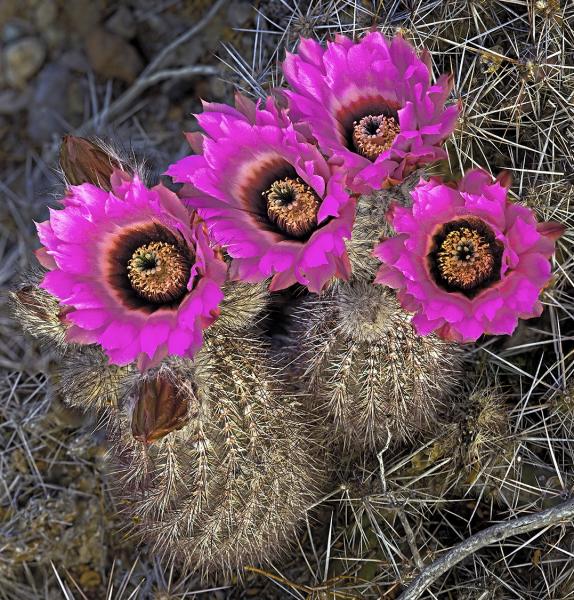 Echinocereus chisoensis