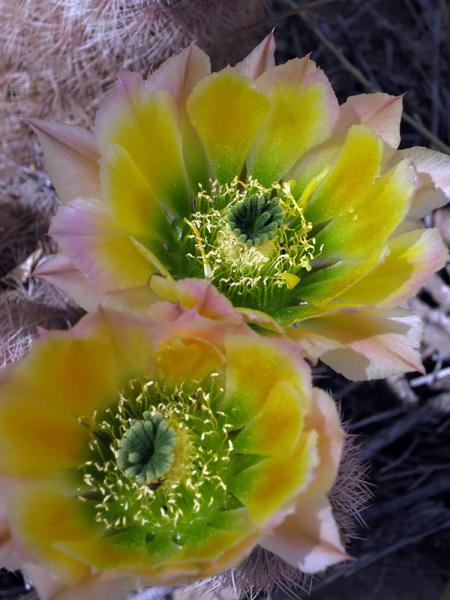 Echinocereus dasyacanthus