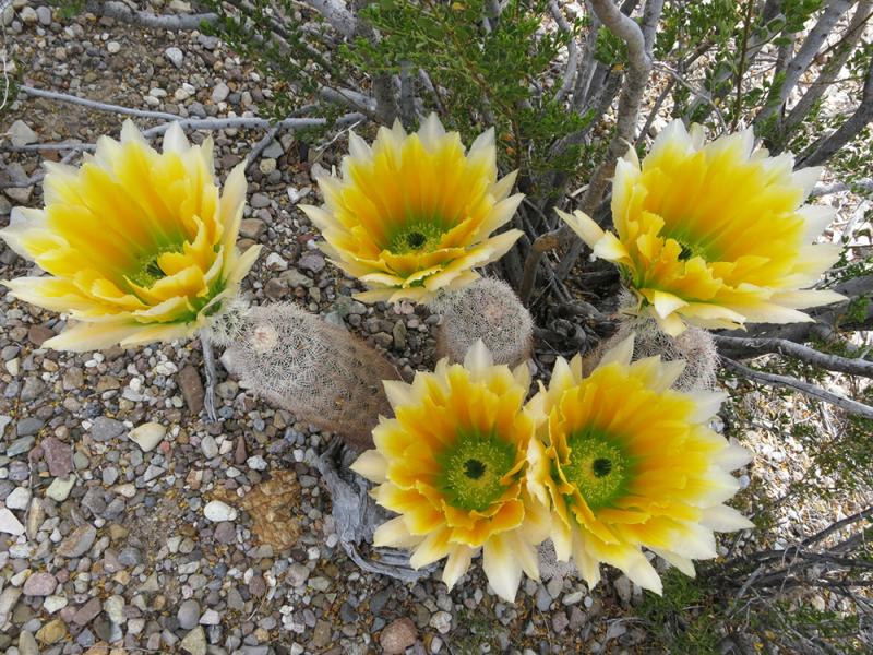 Echinocereus dasyacanthus