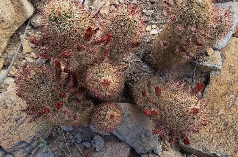 Echinocereus russanthus