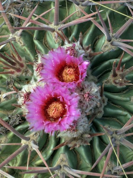 Echinocactus texensis