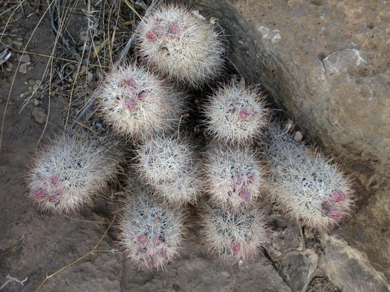 Escobaria tuberculosa