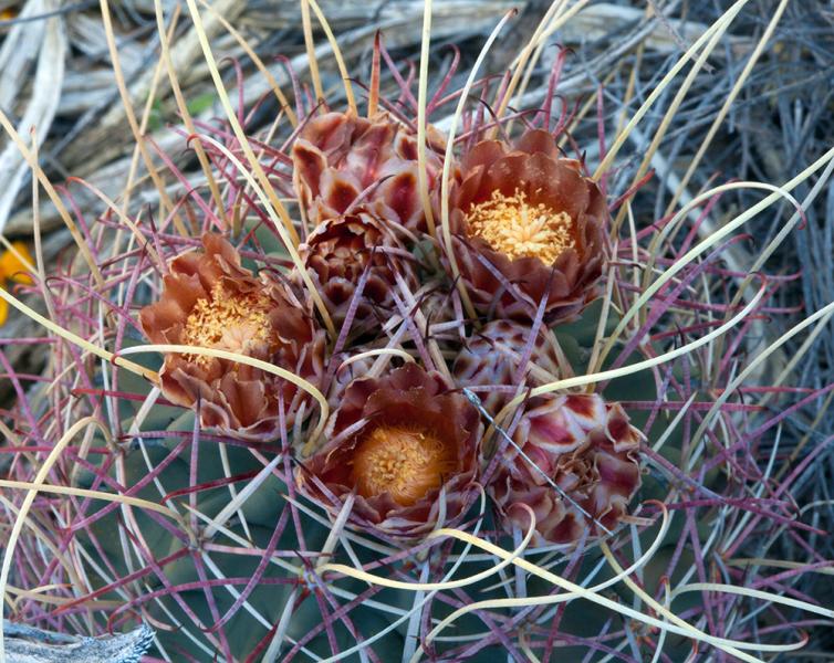 Glandulicactus uncinatus var. wrightii