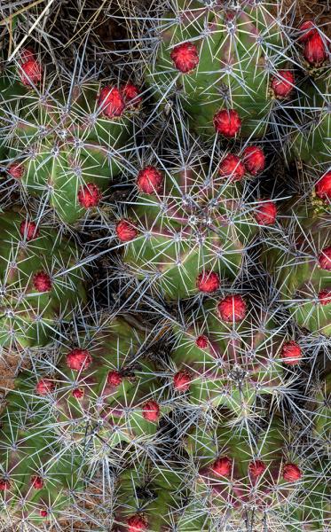 Echinocereus coccineus var. paucipinus