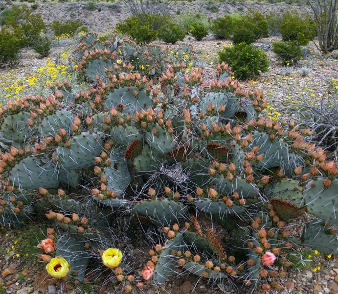 Opuntia azurea var. parva