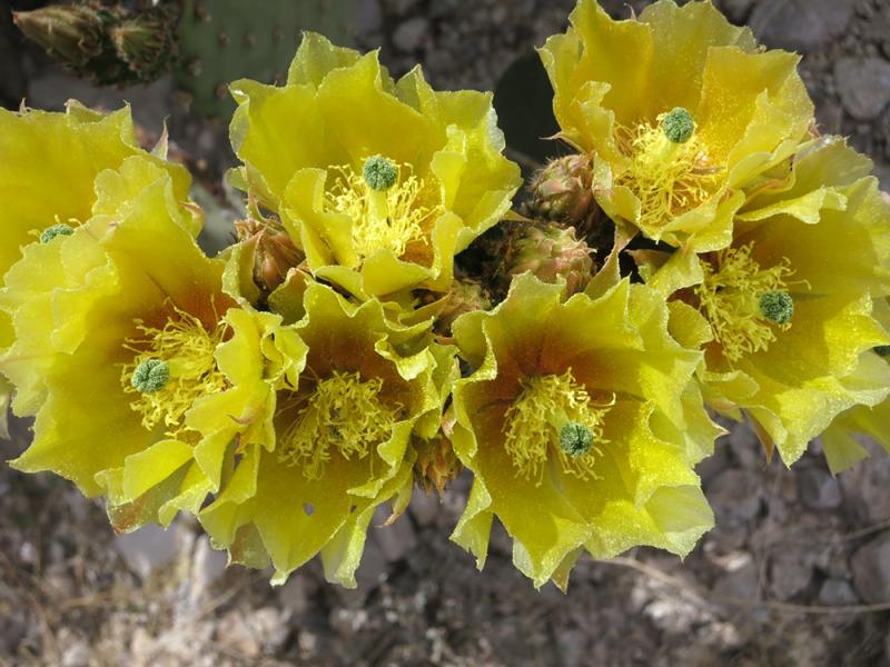 Opuntia camanchica (I think)