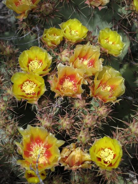 Opuntia spinosibacca