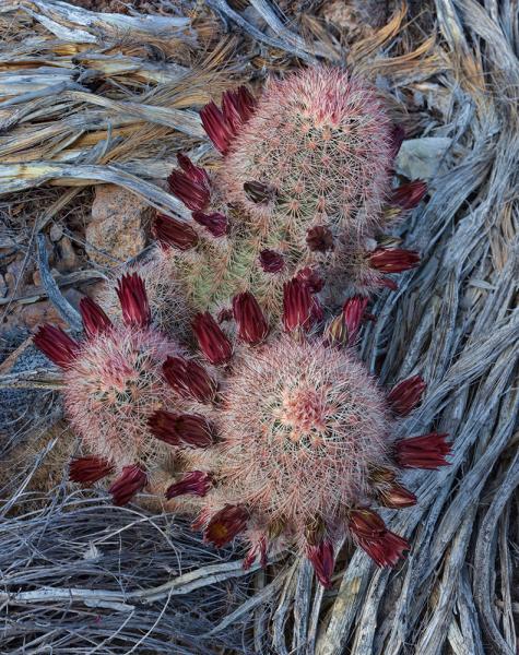 Echinocereus russanthus