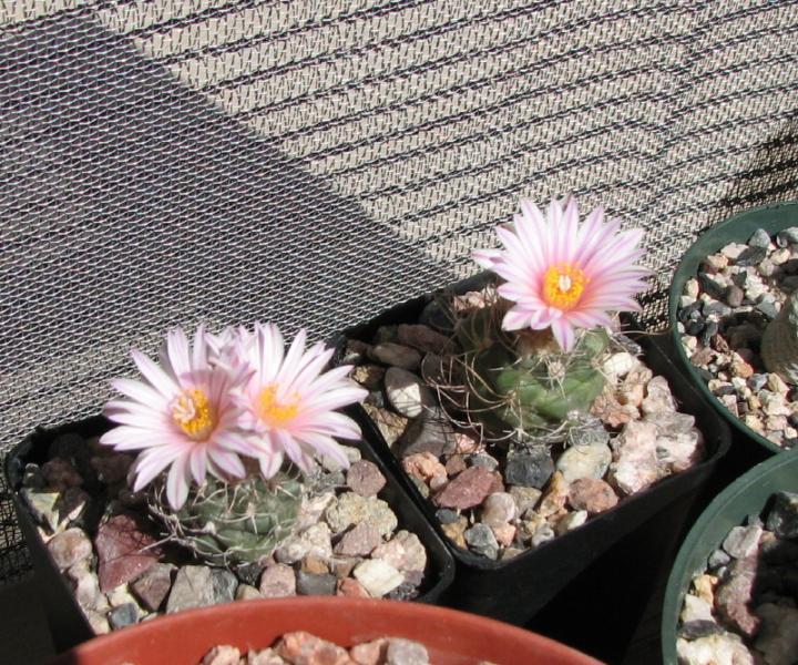 Turbinicarpus pseudomacrochele