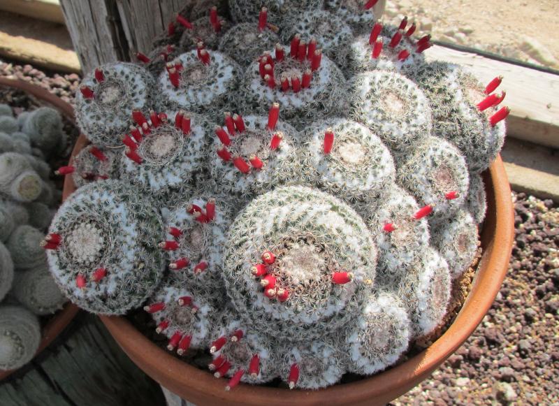 mammillaria