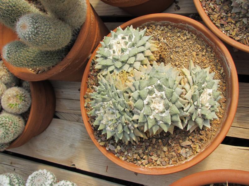 Ariocarpus