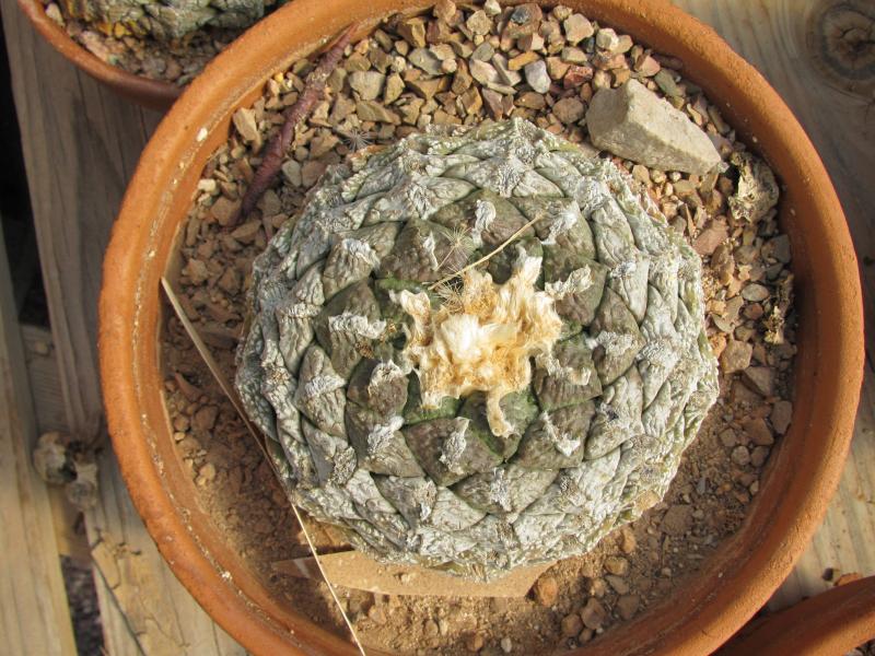 Ariocarpus fissuratus