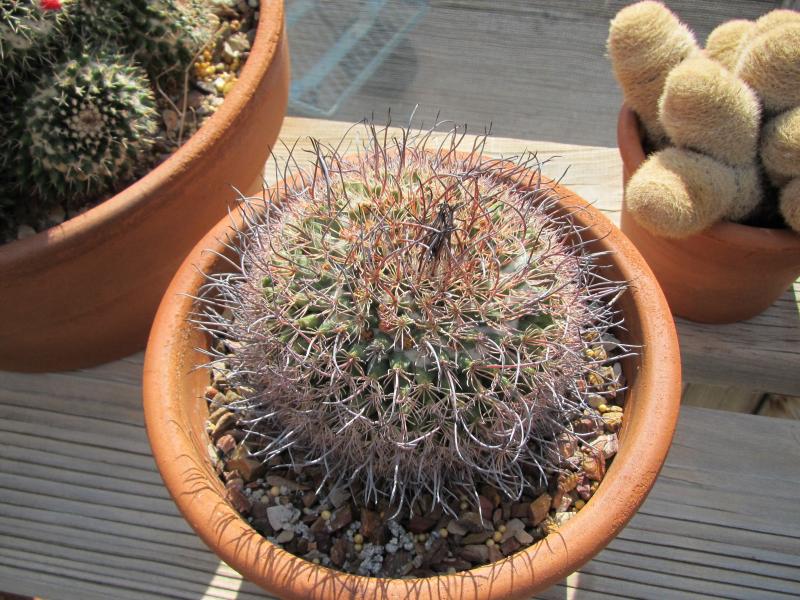 mammillaria ?