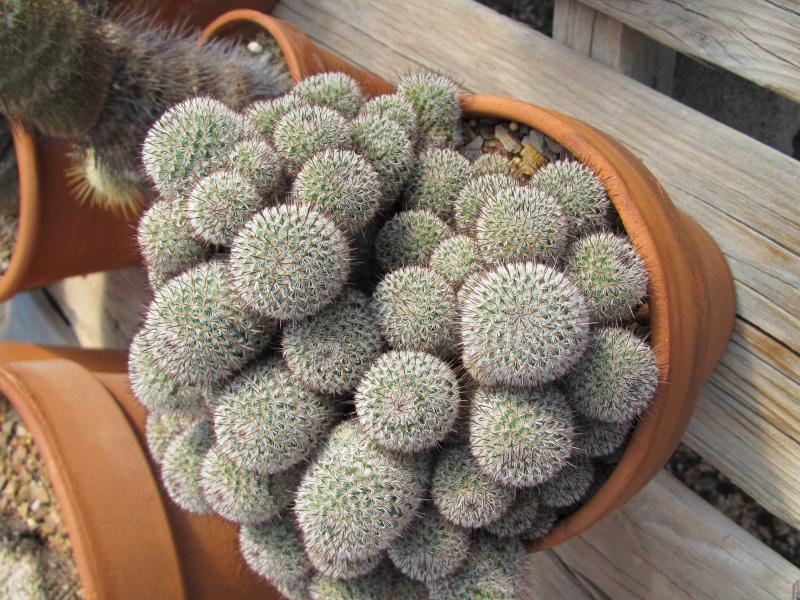 mammillaria