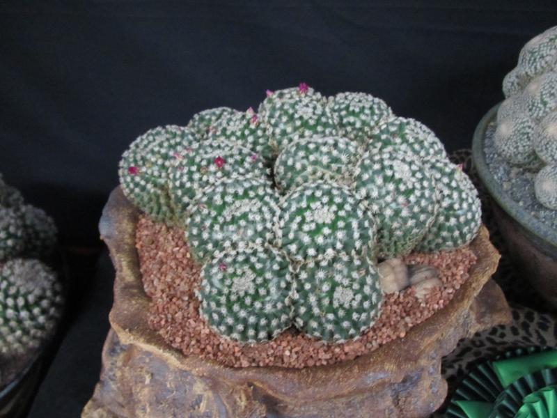 cactus show 2014