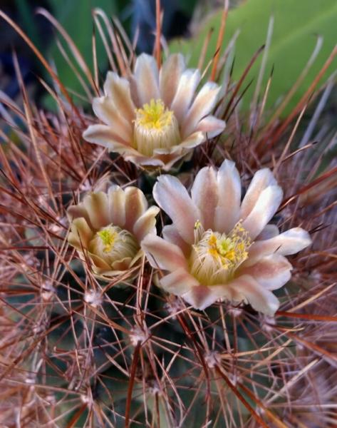 Ancistrocactus brevihamatus