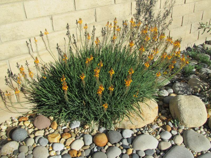 Bulbine frutescens