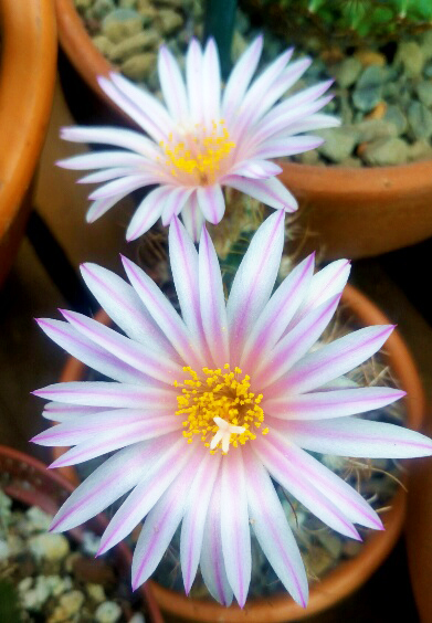 Turbinicarpus pseudomacrochele