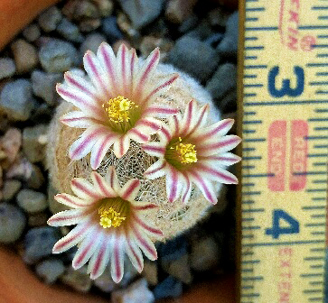 Mammillaria lasiacantha