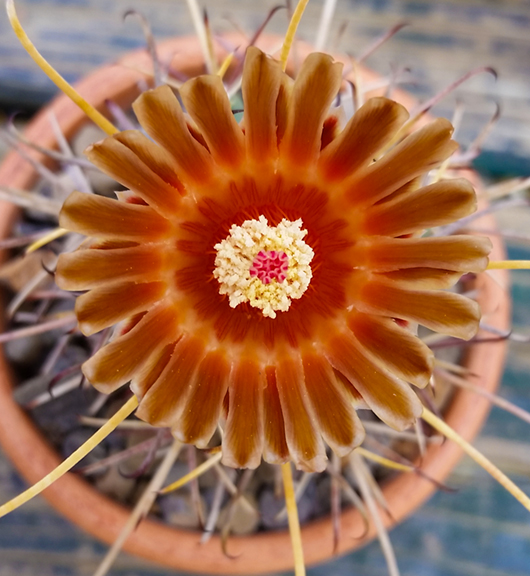 Glandulicactus uncinatus