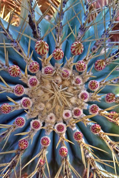 Ferocactus glaucescens