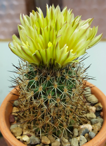 Gymnocactus (Turbinicarpus) beguini subsp. hintoniorum