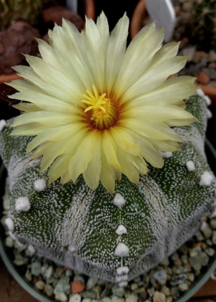 Astrophytum asterias hybrid