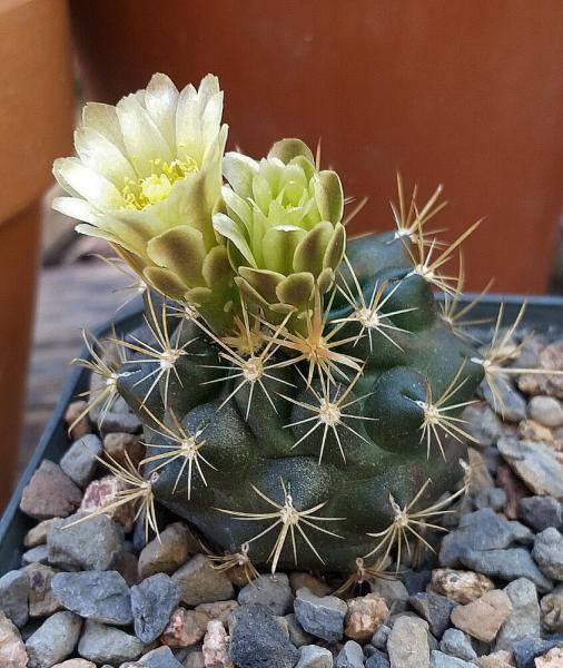 Ancistrocactus tobuschii, first flower from 4 yr old seed-grown plant