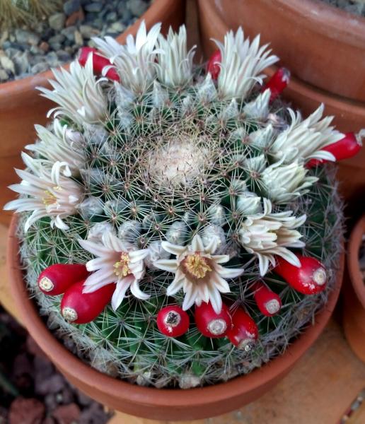 Mammillaria heyderi