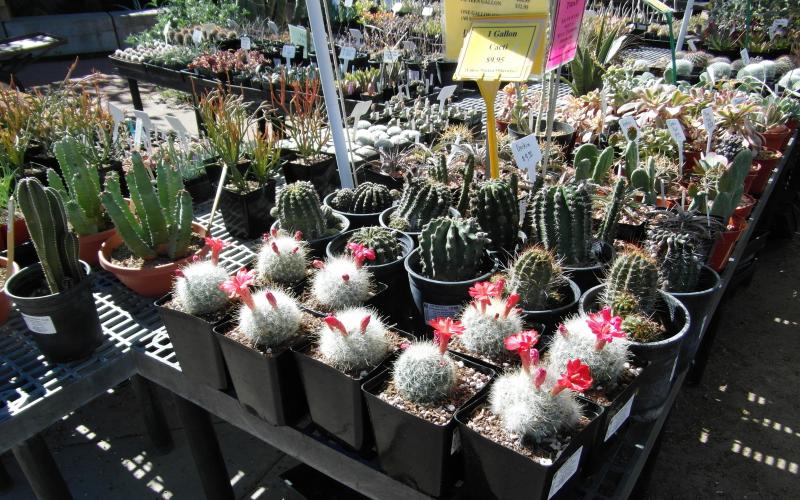 Mammillaria senilis