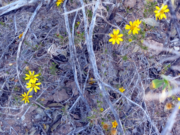 Yellow Daisy1.jpg